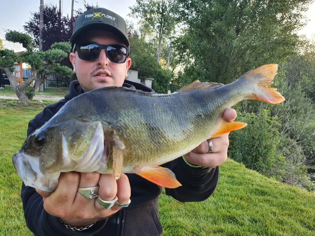 Une perche aux nageoires orangées présentée par un pêcheur près des berges.